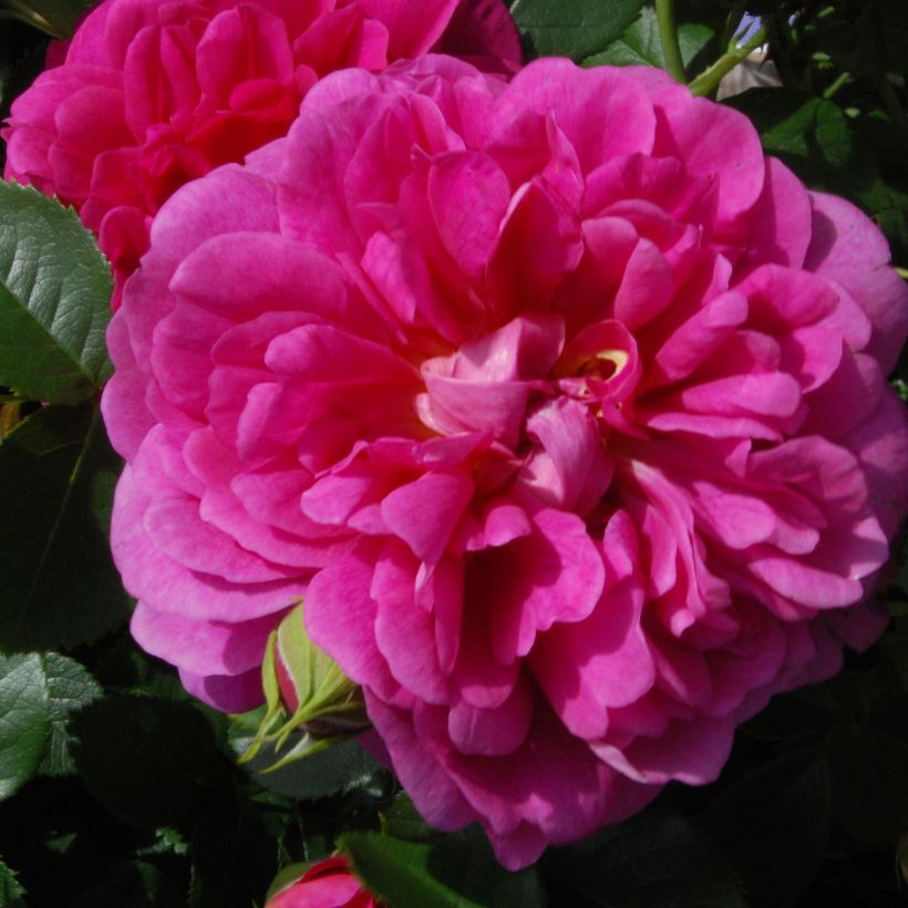 Rosa Princess Anne (Fioritura)