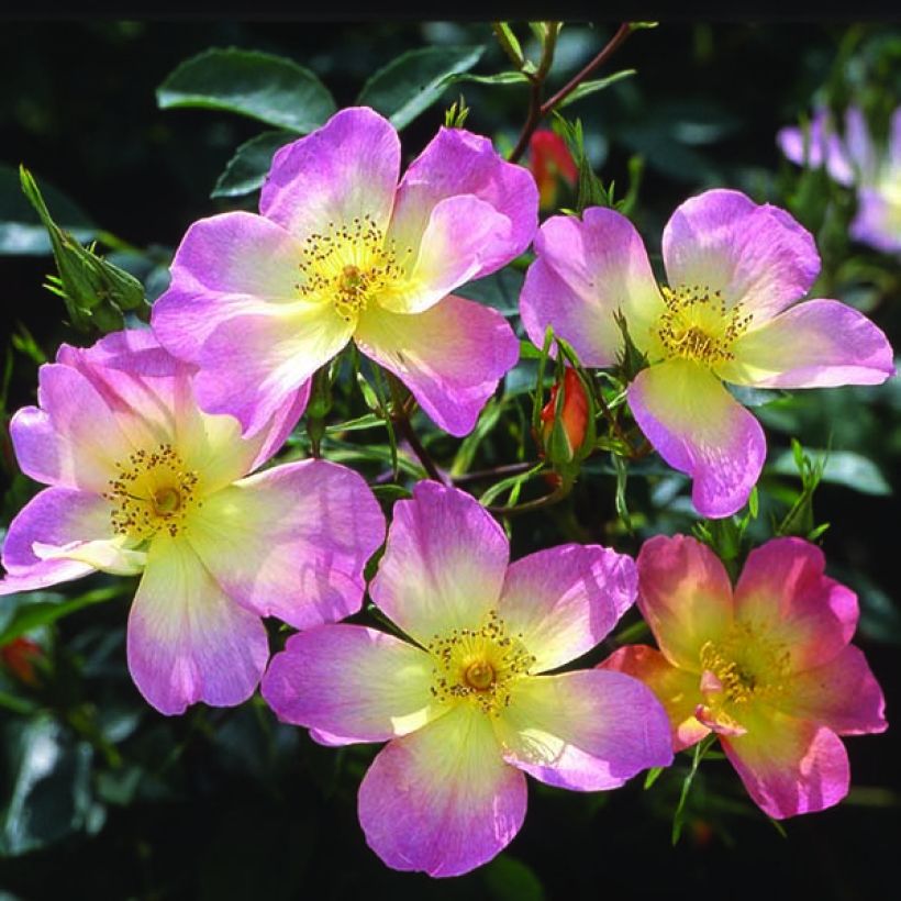 Rosa alba The Alexandra rose - Rosa bianca (Fioritura)