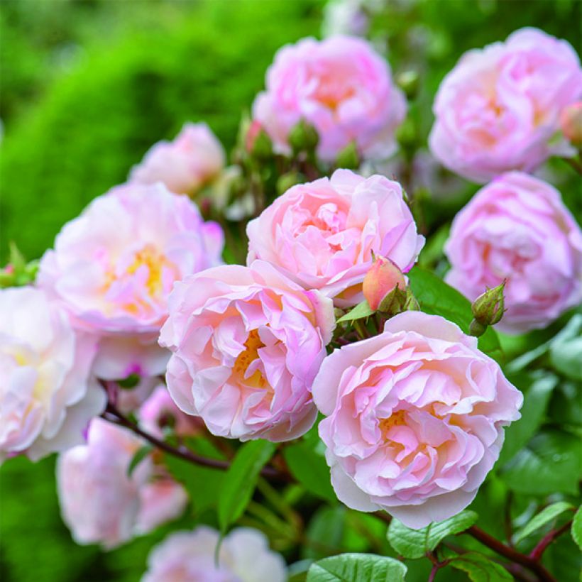 Rosa The Lady of the Lake (Fioritura)