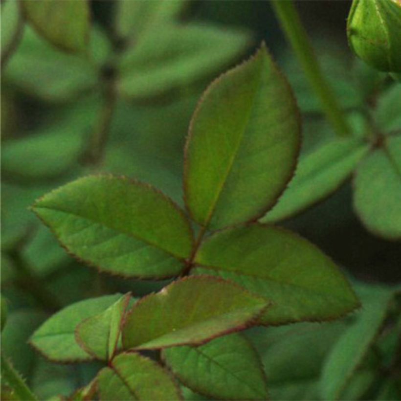 Rosa Wollerton Old Hall (Fogliame)