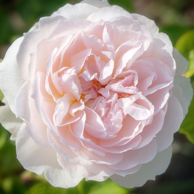 Rosa Elizabeth Ausmajesté (Fioritura)