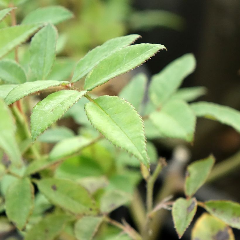 Rosa polyantha Allevia (Fogliame)