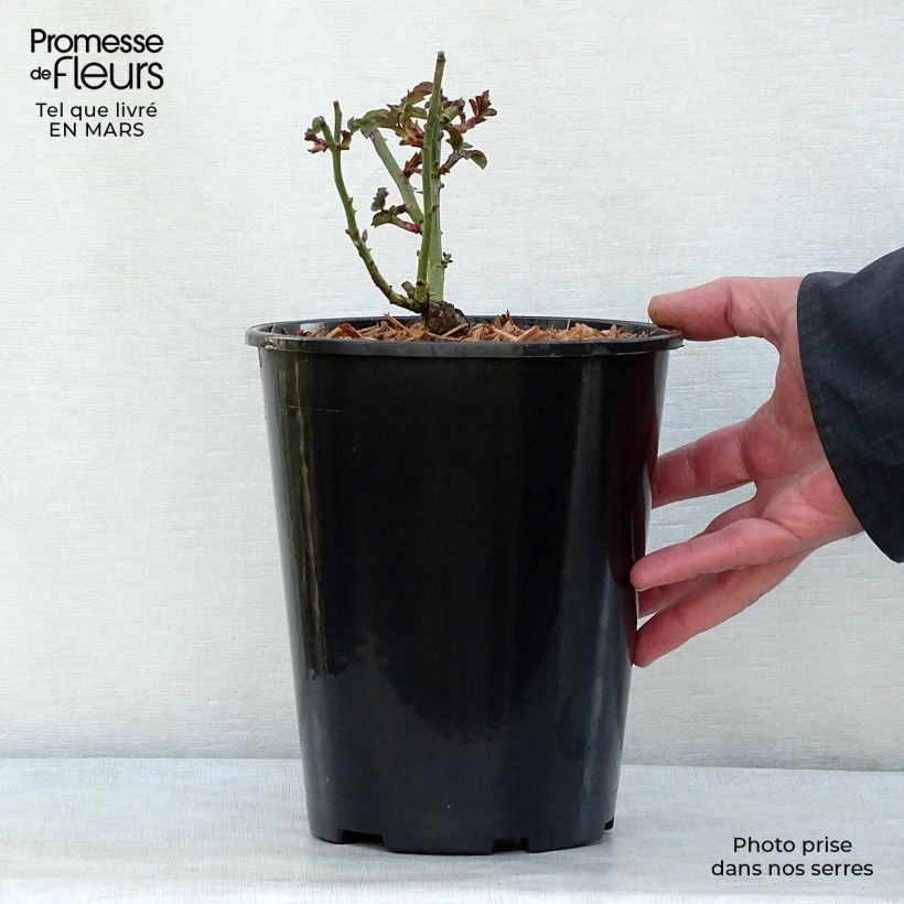 Rosier arbustif Bonica en pot de 3L/4L esemplare consegnato in inverno