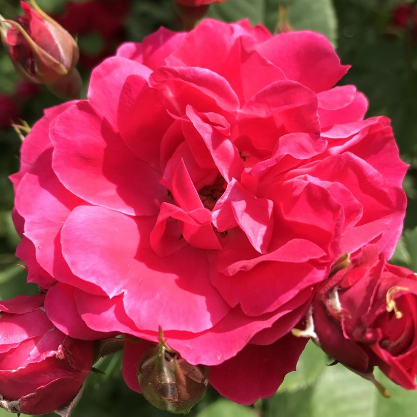 Rosa multibracteata Cerise Bouquet (Fioritura)