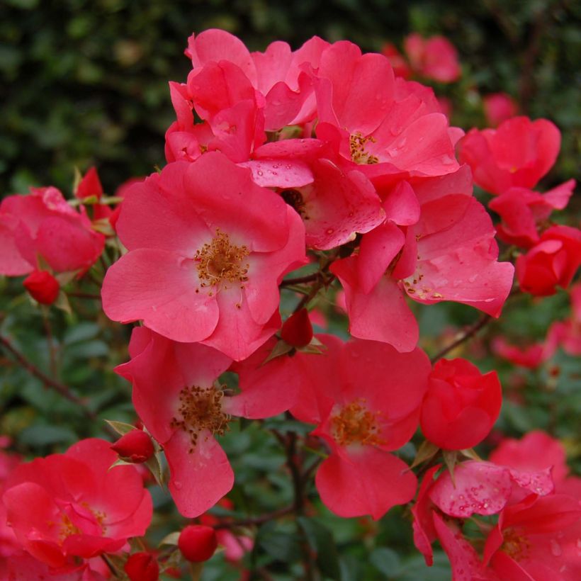 Rosa Douceur Normande (Fioritura)