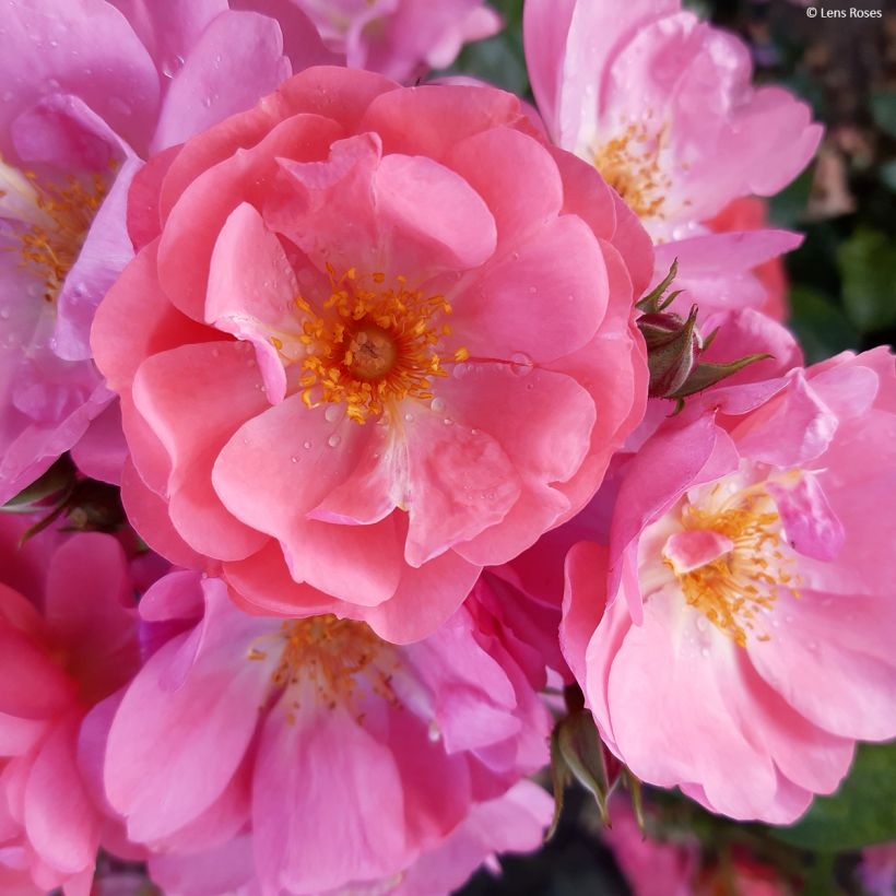 Rosa moscata Finn's Rose (Fioritura)