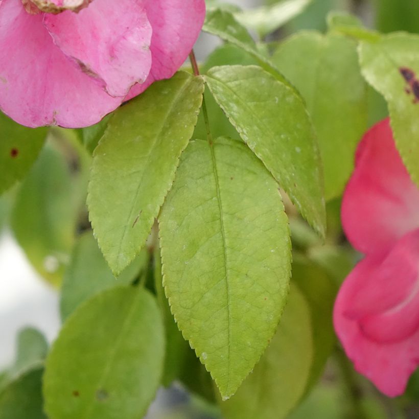 Rosa moscata Finn's Rose (Fogliame)