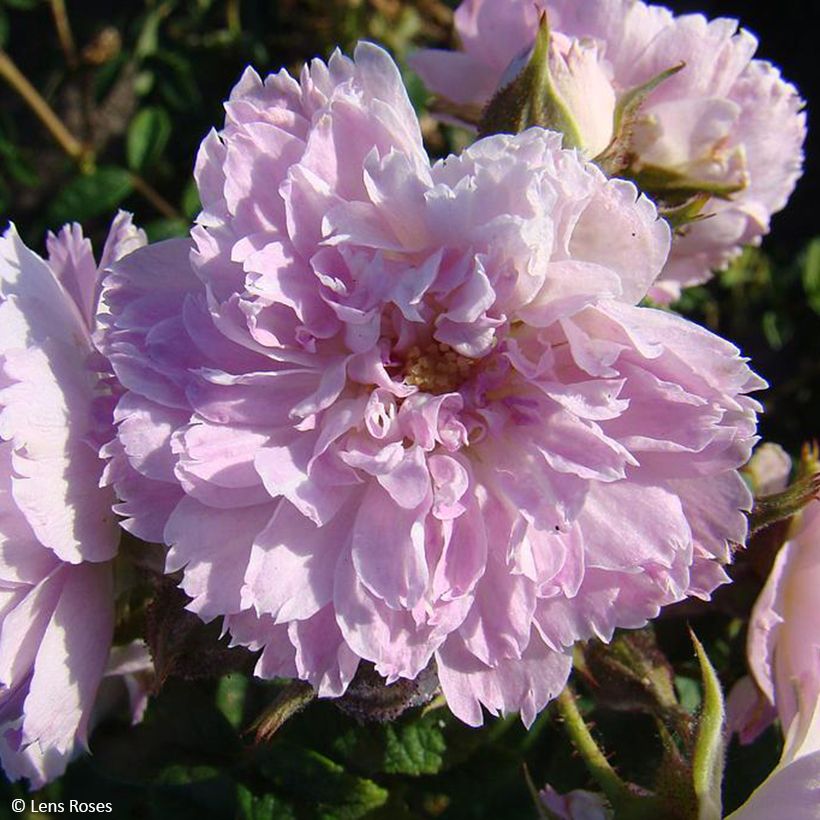 Rosa polyantha Jean de Bruges (Fioritura)