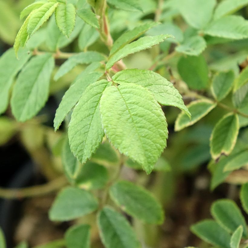 Rosa polyantha Jean de Bruges (Fogliame)