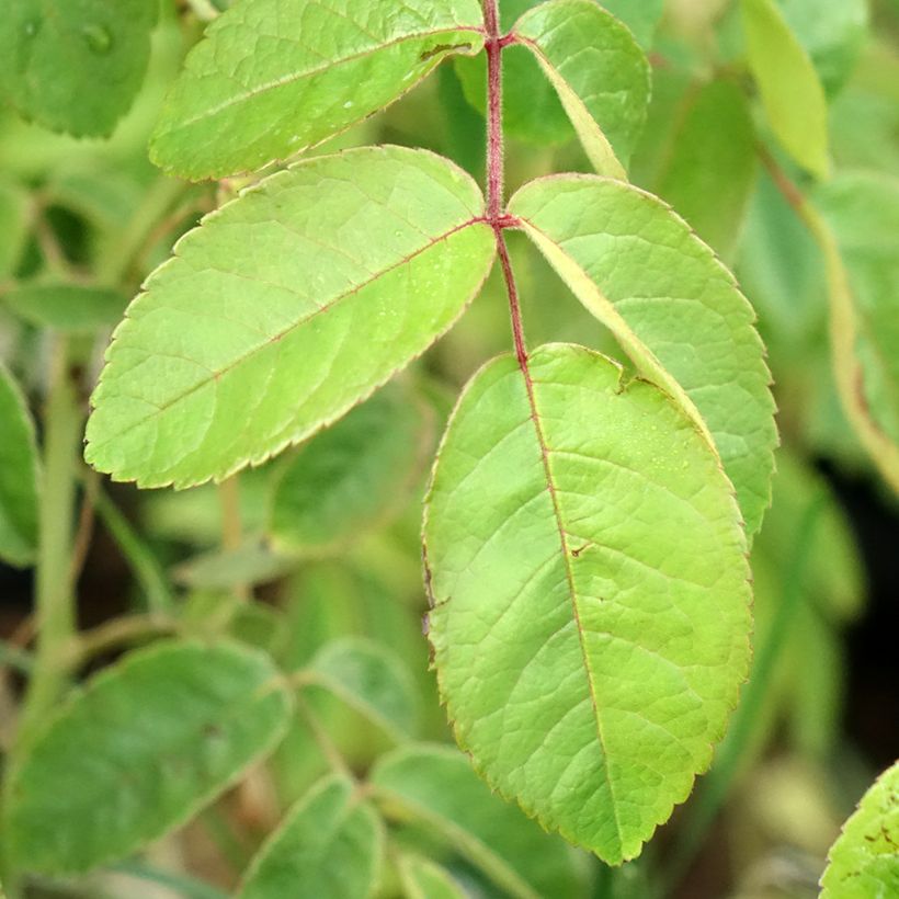 Rosa moscata Kathleen (Fogliame)