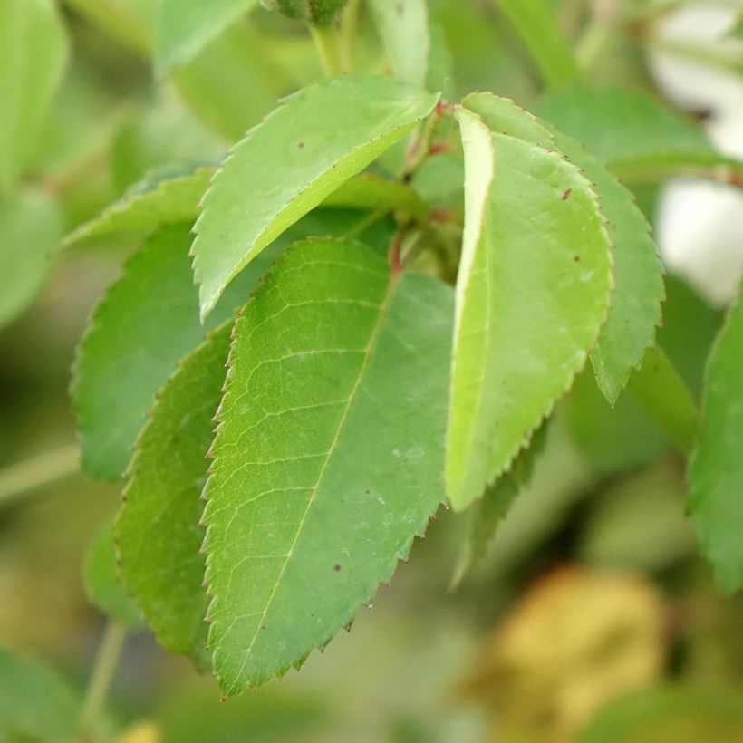 Rosa moscata La feuillerie (Fogliame)