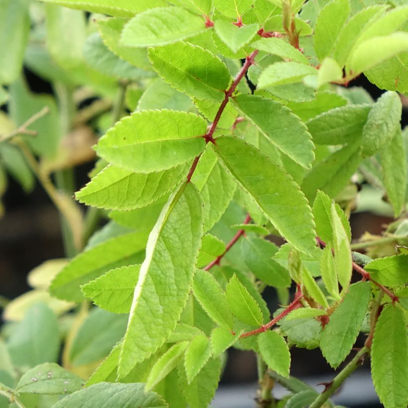 Rosa moscata Magie d'orient (Fogliame)