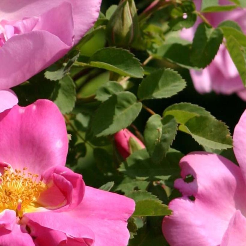 Rose antiche Marguerite Hilling (Fogliame)