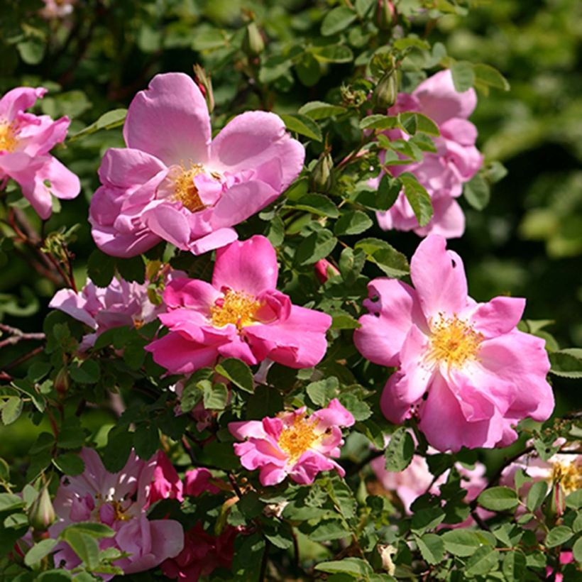 Rose antiche Marguerite Hilling (Fioritura)