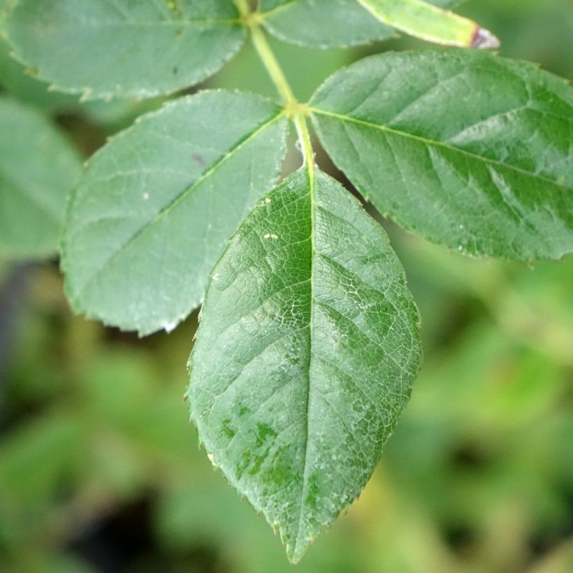 Rosa moscata Omi Oswald (Fogliame)