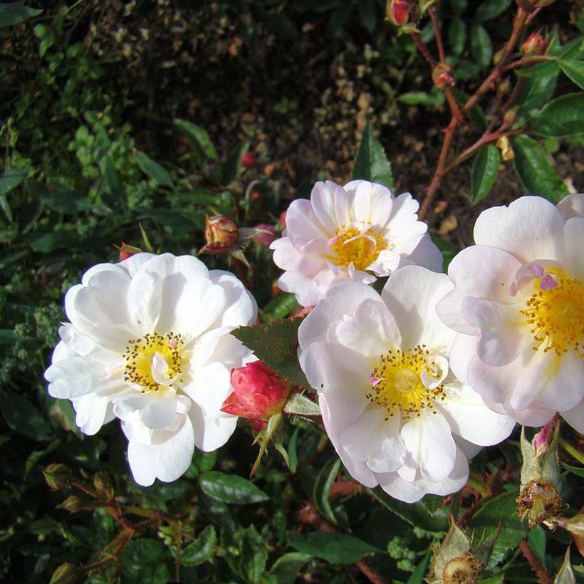 Rosa moscata Queen of the Musks (Fioritura)