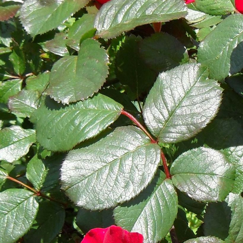 Rosa rugosa Robusta Korgosa (Fogliame)