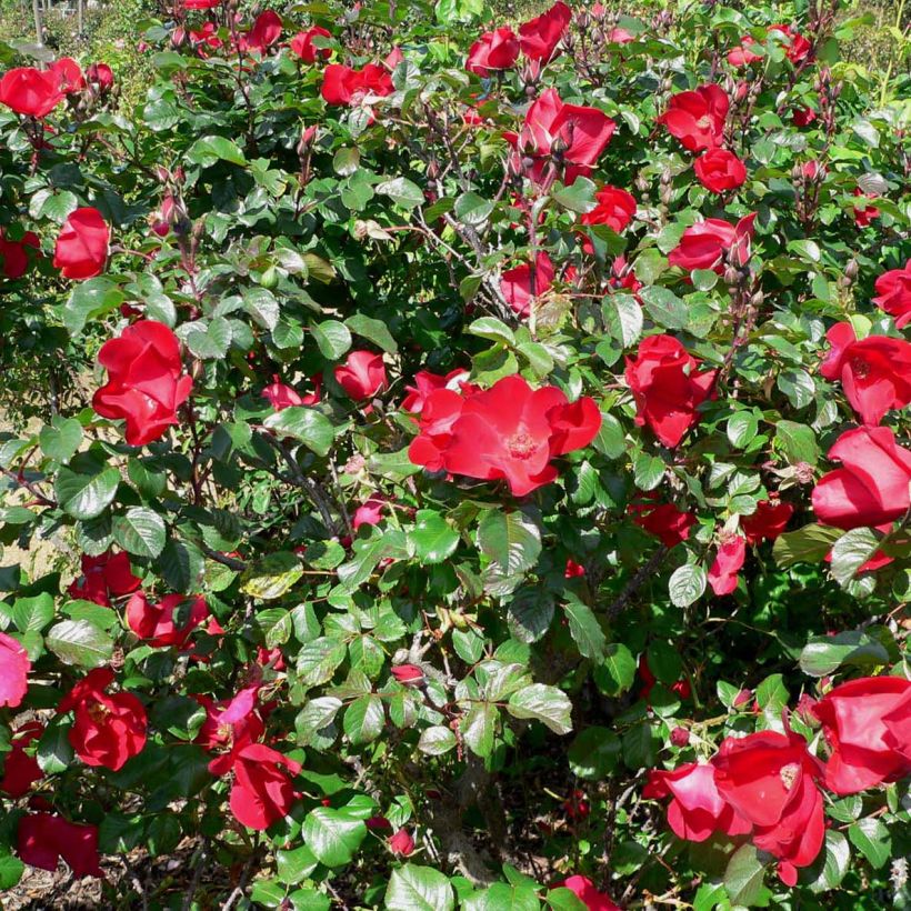 Rosa rugosa Robusta Korgosa (Fioritura)