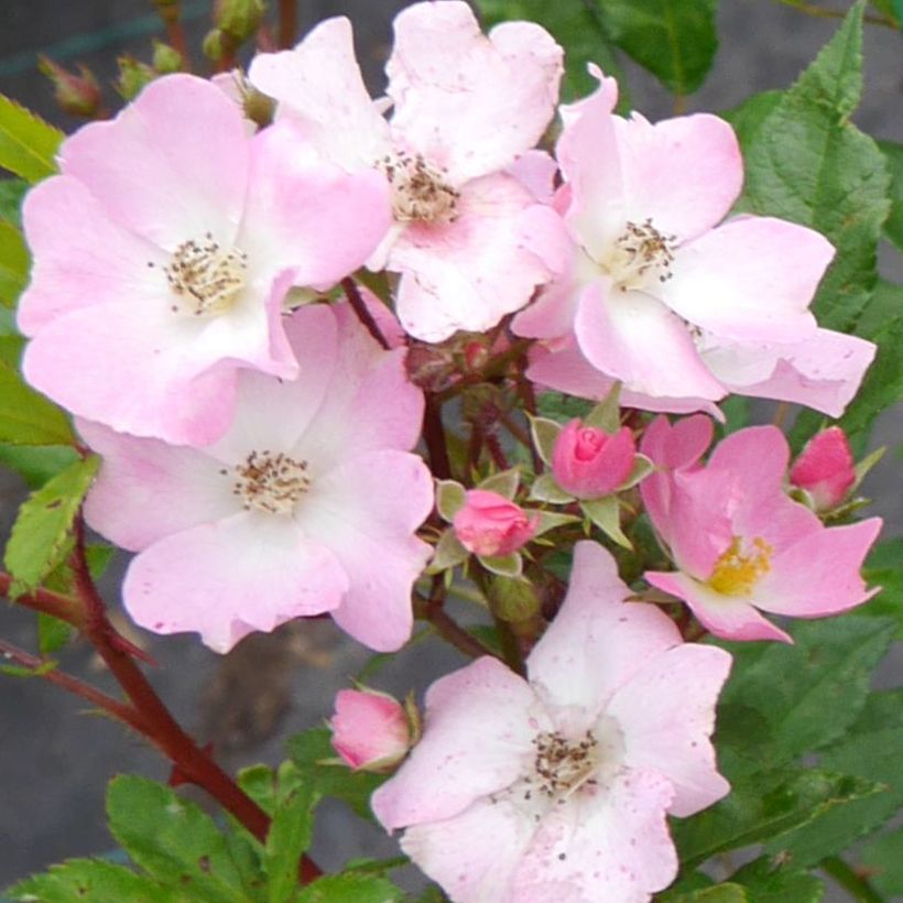 Rosa polyantha Rosy Boom Rose (Fioritura)