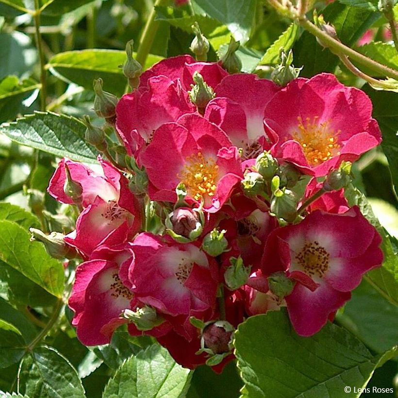 Rosa moscata Schubert (Fioritura)