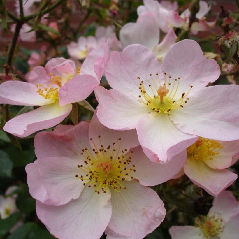 Rosa Smarty (Fioritura)