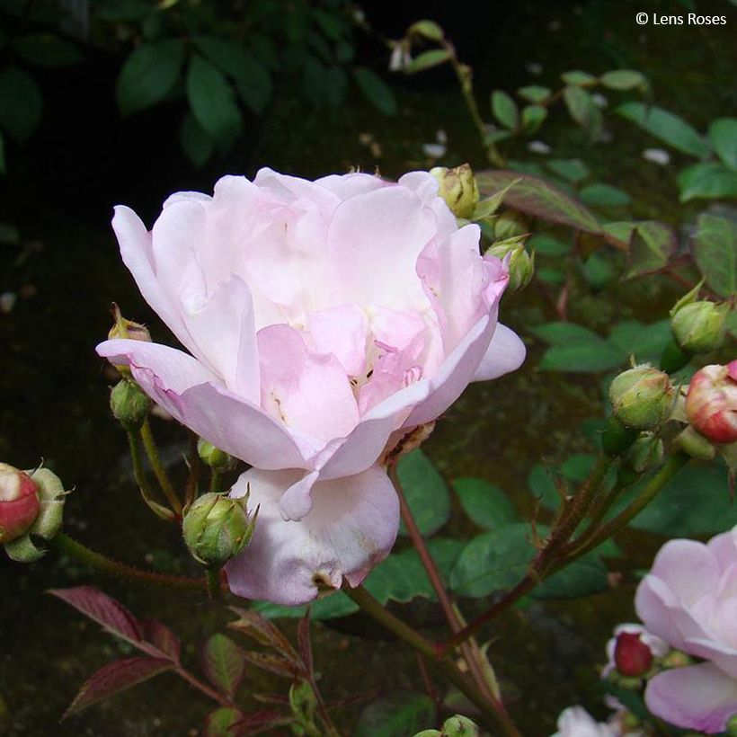 Rosa moscata Twins (Fioritura)