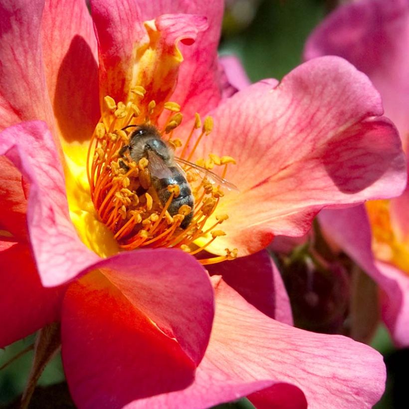 Rosa Yann Arthus-Bertrand (Fioritura)