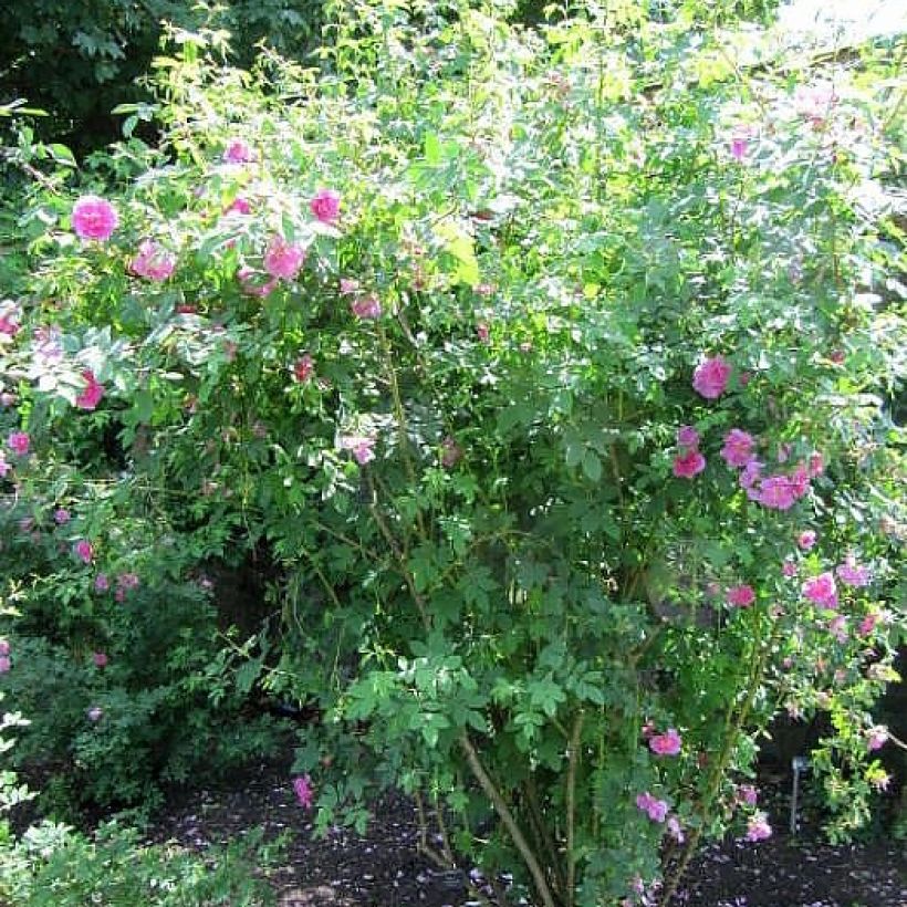 Rosa californica Plena - Rosa botanico (Porto)