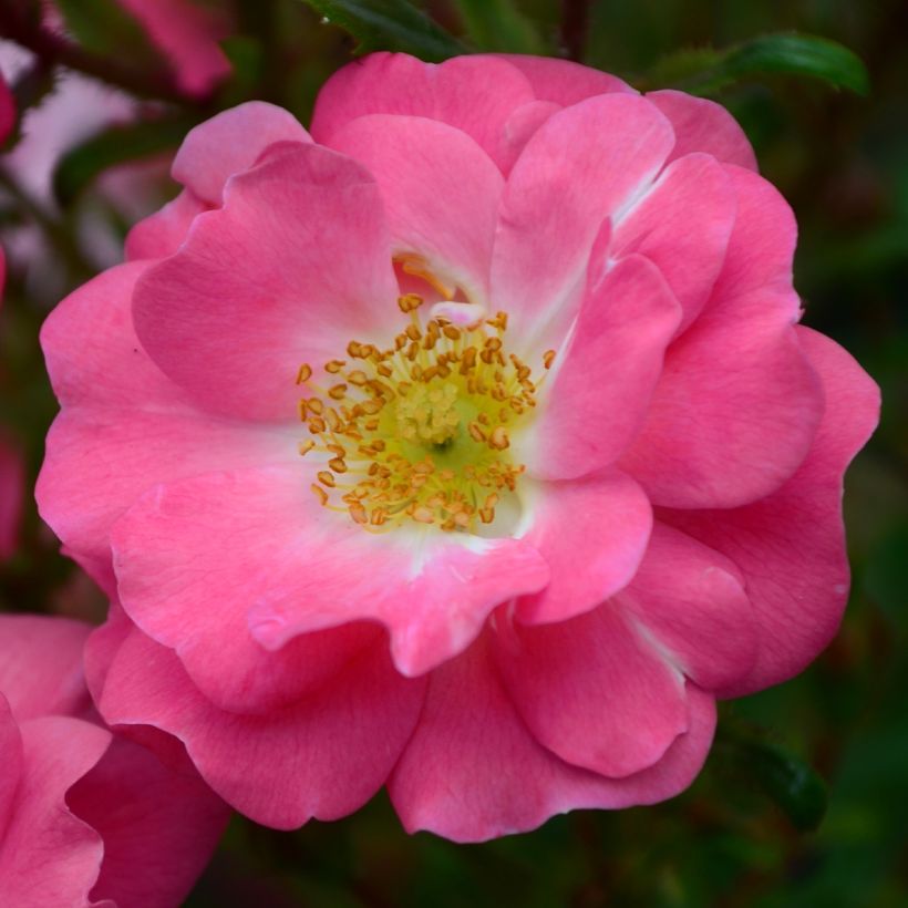 Rosa californica Plena - Rosa botanico (Fioritura)