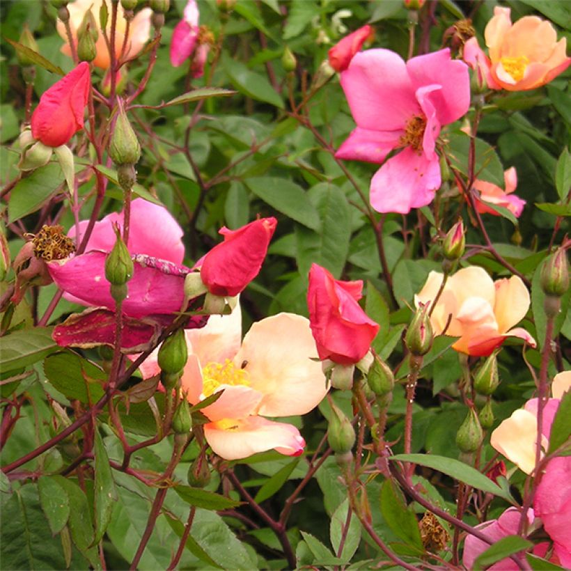 Rosa cinese Mutabilis (Fioritura)