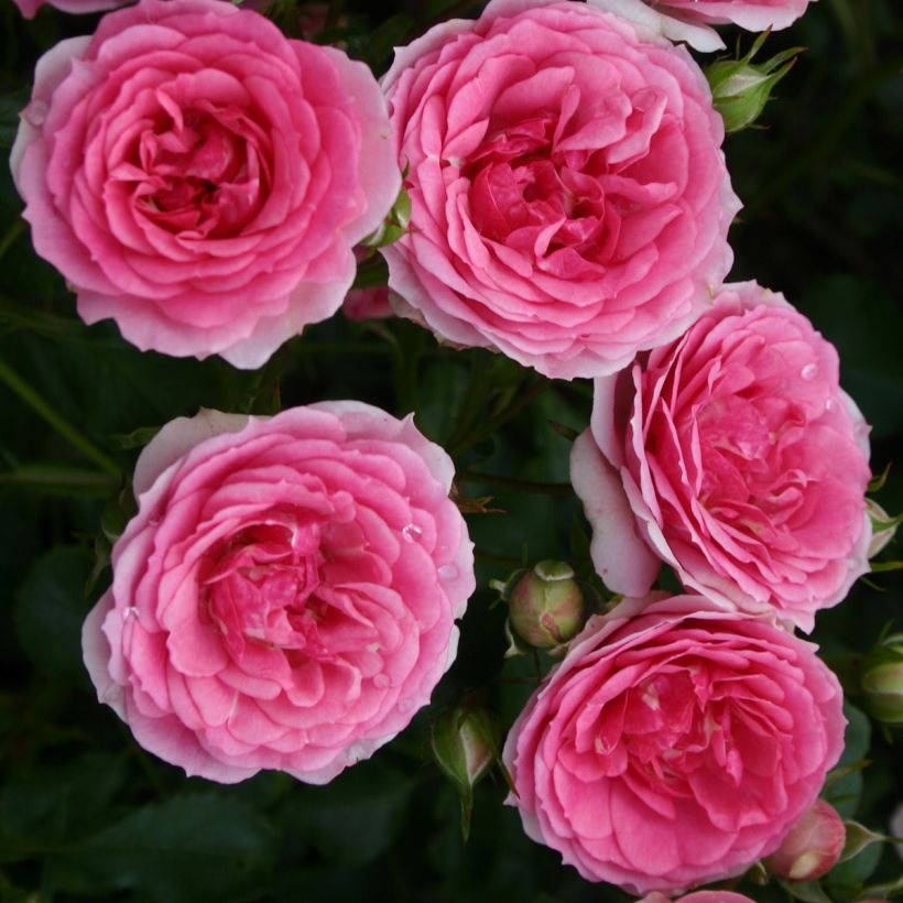 Rosa tappezzante Rigo Rosen Amica (Fioritura)