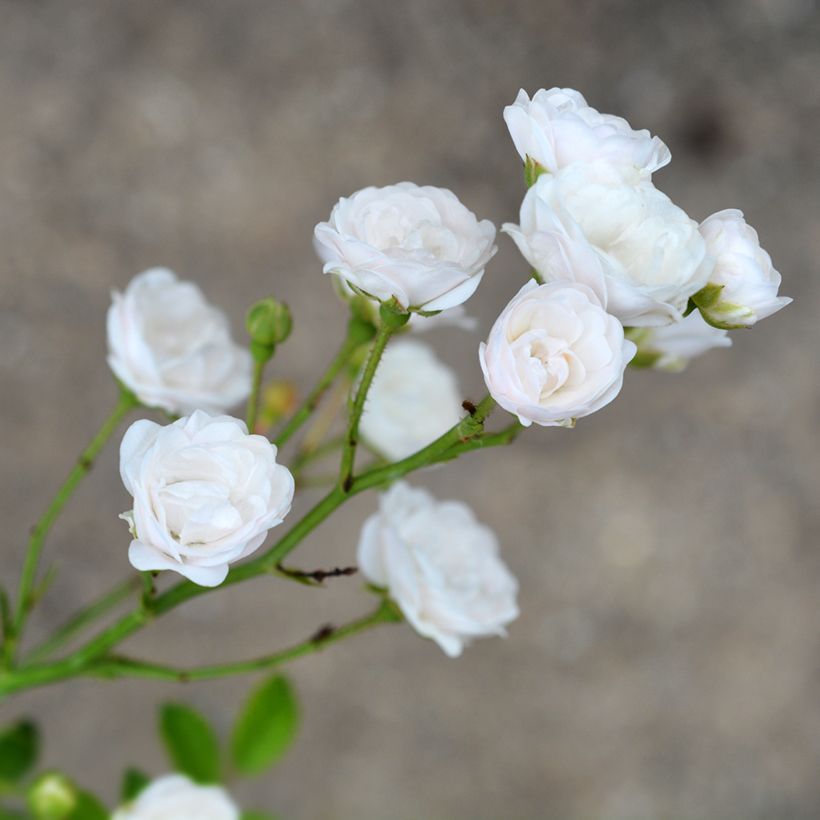 Rosa tappezzante Crystal Fairy (Fioritura)