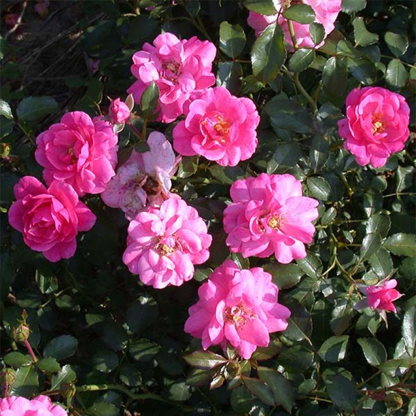 Rosa tappezzante Mirato (Fioritura)