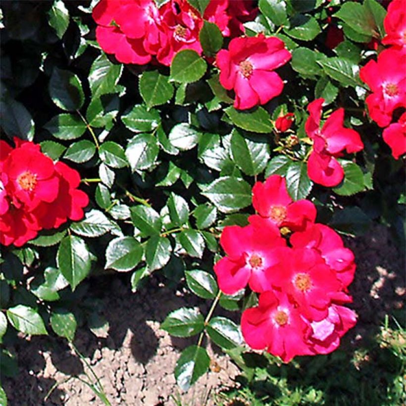 Rosa tappezzante Pink Flash Trakeeplac (Fogliame)