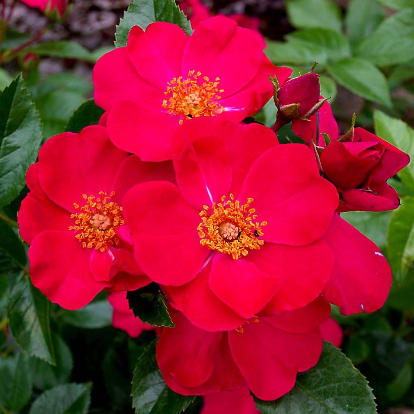 Rosa tappezzante Pink Flash Trakeeplac (Fioritura)