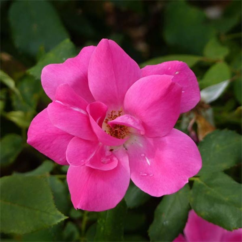 Rosa tappezzante Pink Knock Out (Fioritura)