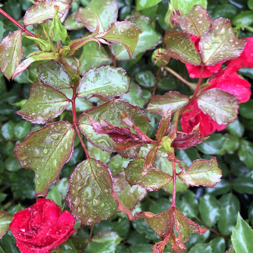 Rosa tappezzante Rigo Rotilia (Fogliame)