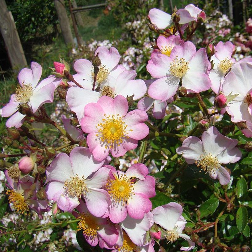 Rosa tappezzante Robe Fleurie (Fioritura)