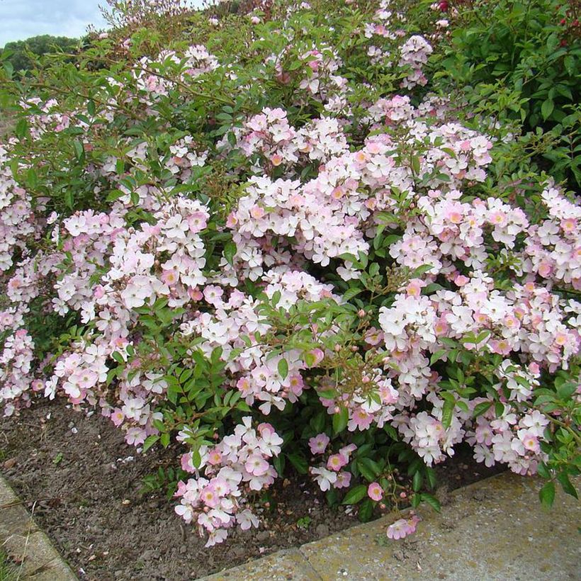 Rosa tappezzante Robe Fleurie (Porto)