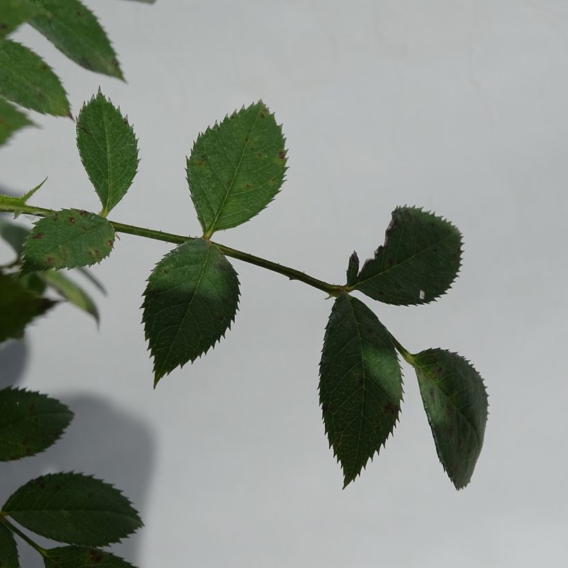 Rosa tappezzante Star Profusion (Fogliame)