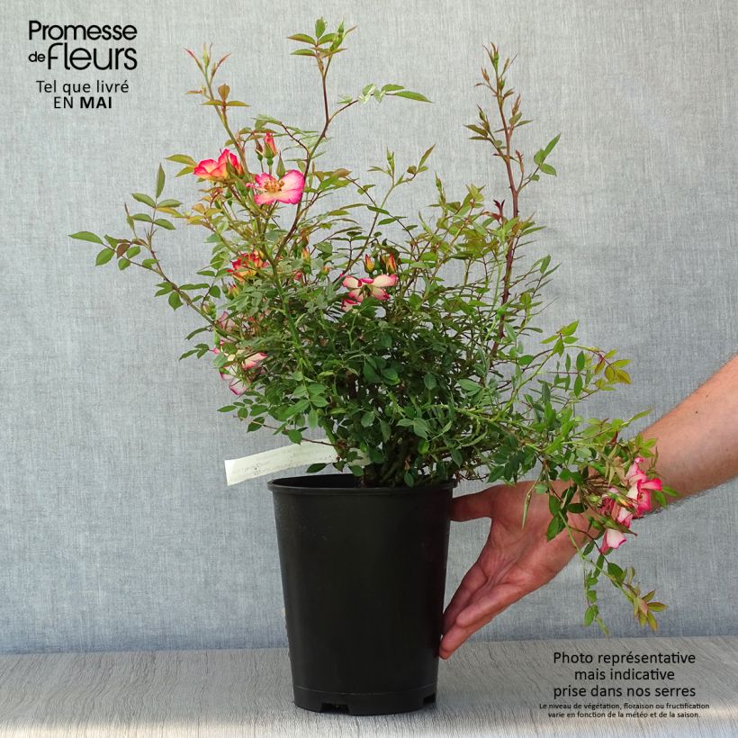 Rosier couvre-sol Star Profusion en pot de 3L esemplare consegnato in primavera