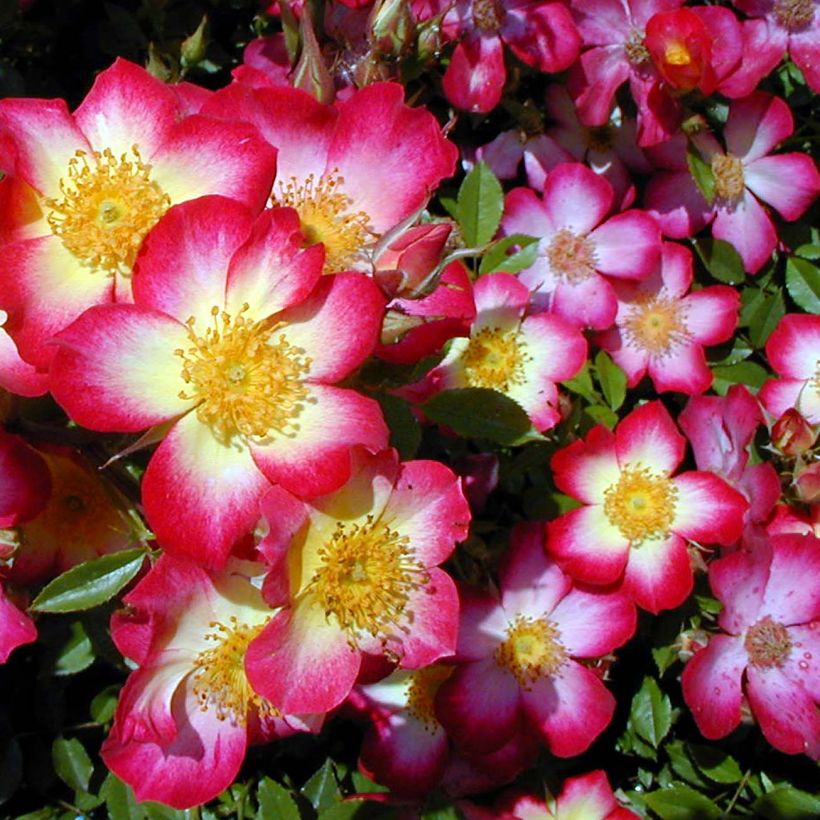 Rosa tappezzante Star Profusion (Fioritura)