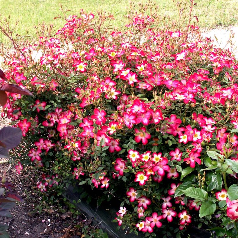 Rosa tappezzante Star Profusion (Porto)