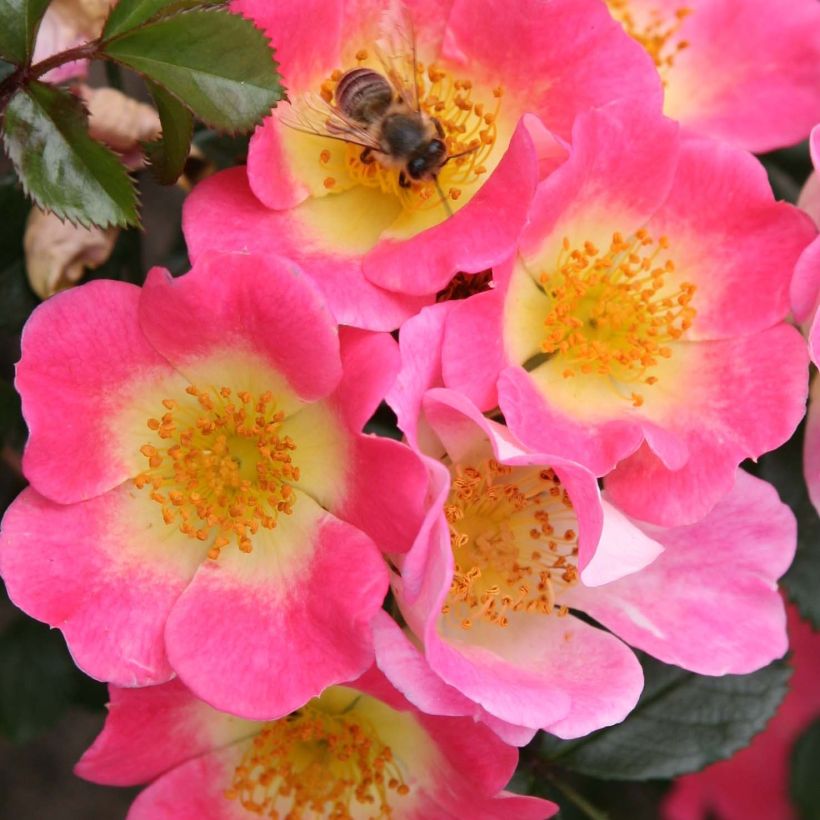 Rosa tappezzante Topolina (Fioritura)