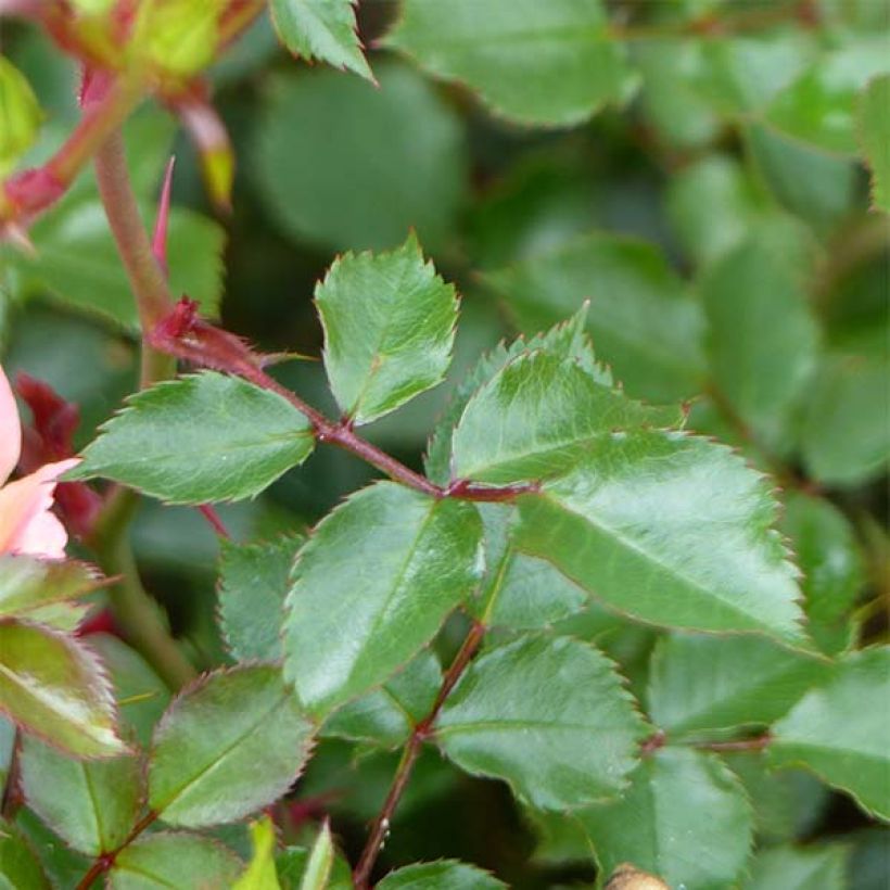 Rosa tappezzante Happy Chappy (Fogliame)