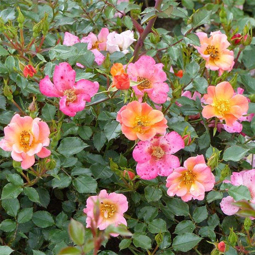 Rosa tappezzante Happy Chappy (Fioritura)