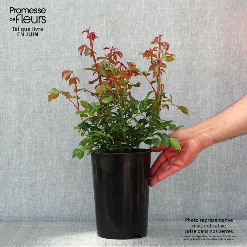 Rosier grimpant Alaska - en pot de 4L/5L esemplare consegnato in primavera