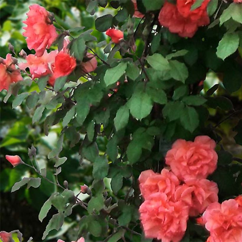 Rosa Alibaba - Rosa rampicante (Fogliame)