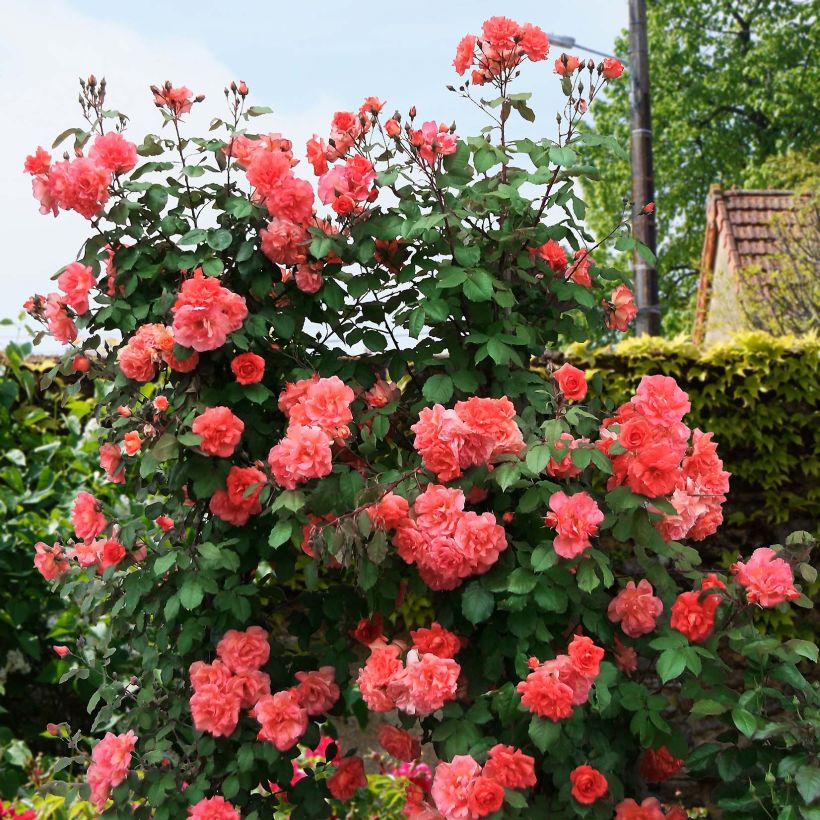 Rosa Alibaba - Rosa rampicante (Porto)