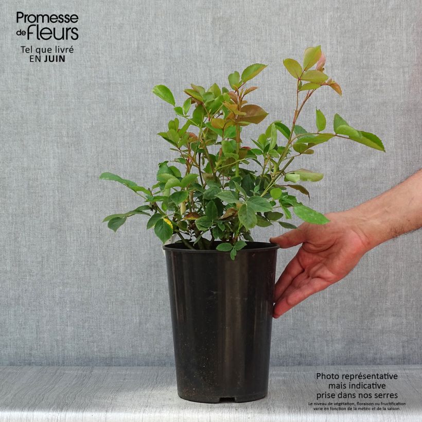 Rosier grimpant Aloha de Kordes KORwesrug - Pot de 4L/5L esemplare consegnato in primavera